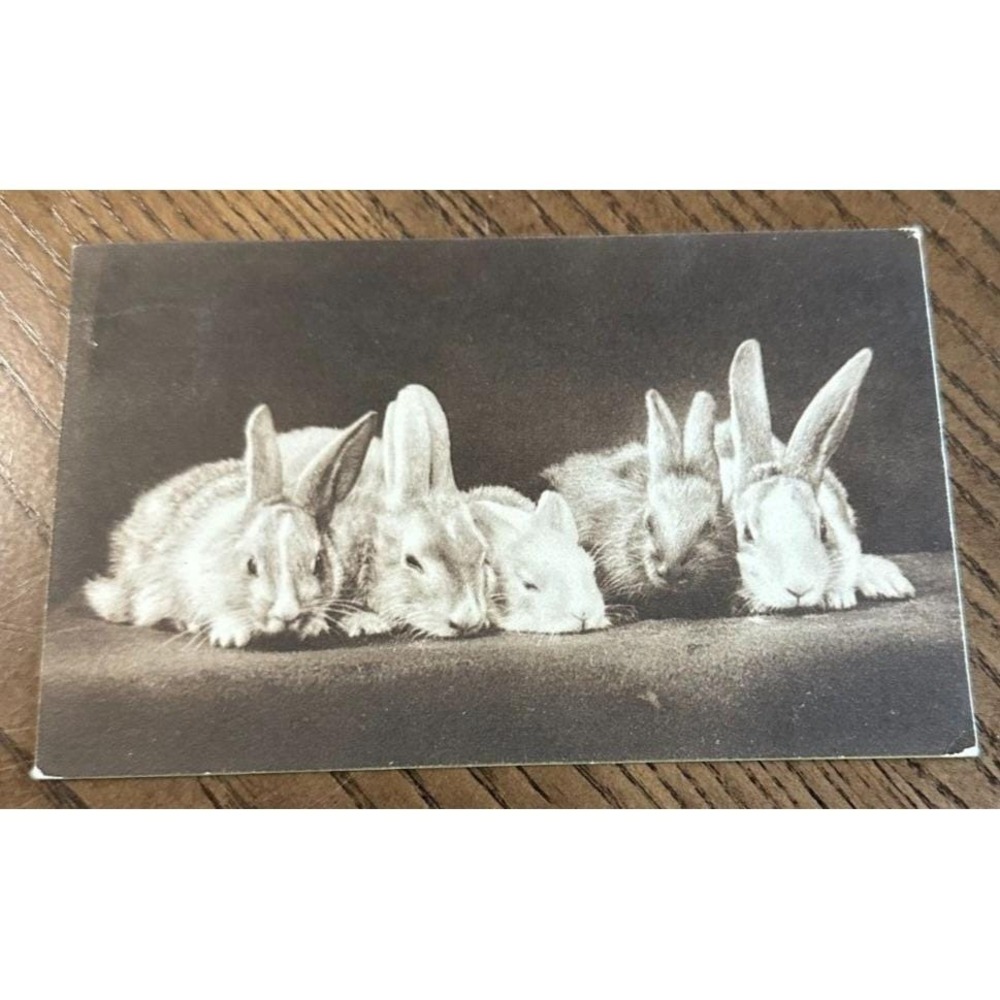 RPPC Postcard H.A. Frink‎ 5 Rabbits Bunnies Easter Adorable Postmarked 1914